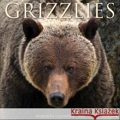 Grizzlies 2026 12 X 12 Wall Calendar Willow Creek Press 9781549251399 Wlcp