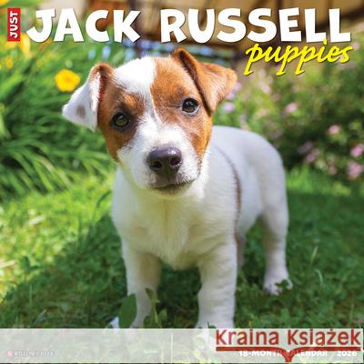 Jack Russell Puppies 2026 12 X 12 Wall Calendar Willow Creek Press 9781549251610 Willow Creek Press Calendars