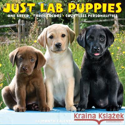 Lab Puppies 2026 12 X 12 Wall Calendar Willow Creek Press 9781549251719 Willow Creek Press Calendars