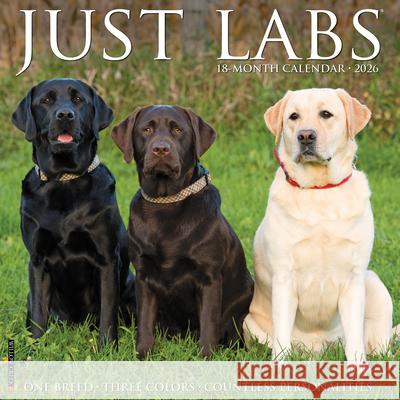 Labs 2026 12 X 12 Wall Calendar Willow Creek Press 9781549251733 Wlcp