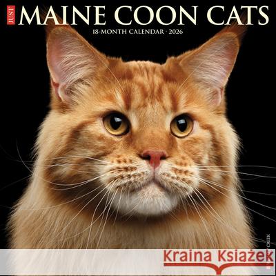 Maine Coon Cats 2026 12 X 12 Wall Calendar Willow Creek Press 9781549251849 Wlcp