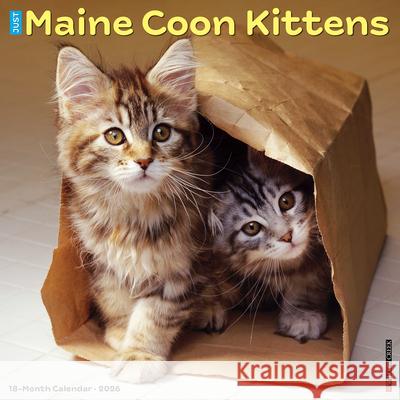 Maine Coon Kittens 2026 12 X 12 Wall Calendar Willow Creek Press 9781549251856 Wlcp