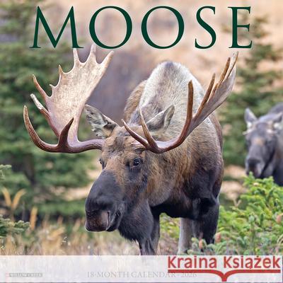 Moose 2026 Wall Calendar Willow Creek Press 9781549252020 Wlcp