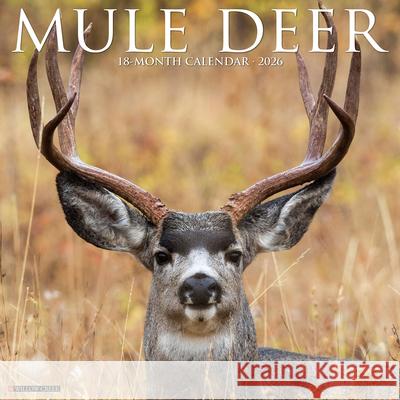 Mule Deer 2026 Wall Calendar Willow Creek Press 9781549252051 Wlcp