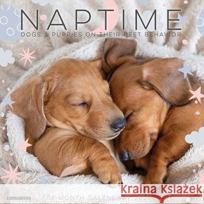 Naptime: Dogs & Puppies on Their Best Behavior 2026 Wall Calendar Willow Creek Press 9781549252099 Wlcp