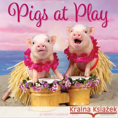 Pigs at Play 2026 Wall Calendar Willow Creek Press 9781549252396 Wlcp
