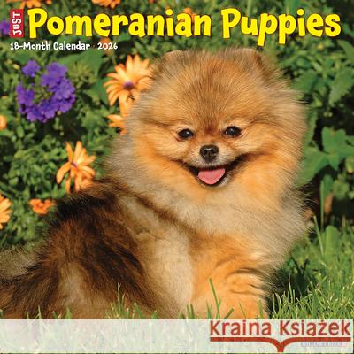 Pomeranian Puppies 2026 12 X 12 Wall Calendar Willow Creek Press 9781549252419 Willow Creek Press Calendars