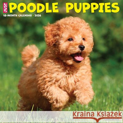 Poodle Puppies 2026 12 X 12 Wall Calendar Willow Creek Press 9781549252433 Willow Creek Press Calendars