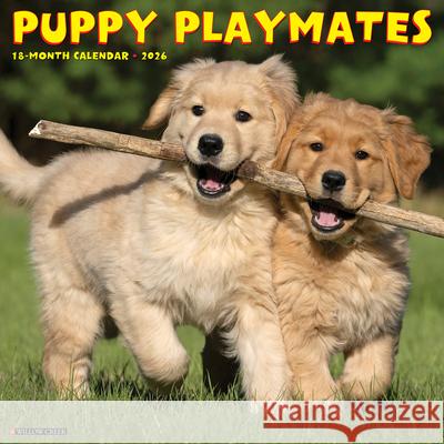 Puppy Playmates 2026 Wall Calendar Willow Creek Press 9781549252525 Wlcp