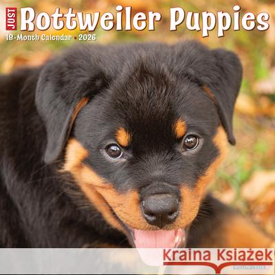 Rottweiler Puppies 2026 12 X 12 Wall Calendar Willow Creek Press 9781549252600 Willow Creek Press Calendars