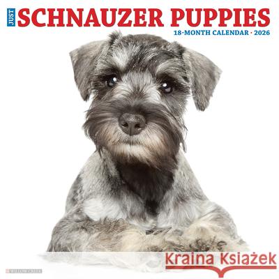 Schnauzer Puppies 2026 12 X 12 Wall Calendar Willow Creek Press 9781549252679 Willow Creek Press Calendars