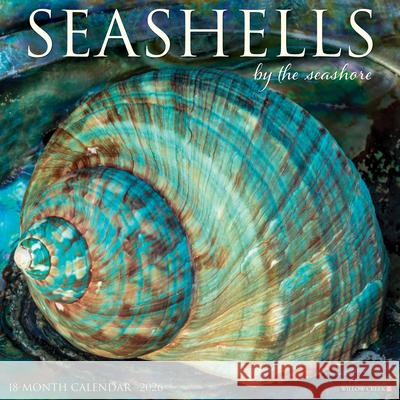 Seashells 2026 12 X 12 Wall Calendar Willow Creek Press 9781549252709 Wlcp
