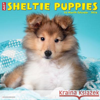 Sheltie Puppies 2026 12 X 12 Wall Calendar Willow Creek Press 9781549252754 Willow Creek Press Calendars