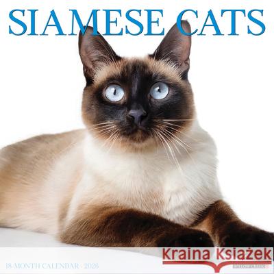 Siamese Cats 2026 12 X 12 Wall Calendar Willow Creek Press 9781549252785 Wlcp