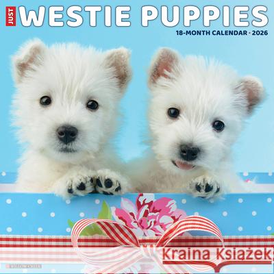 Westie Puppies 2026 12 X 12 Wall Calendar Willow Creek Press 9781549253126 Willow Creek Press Calendars