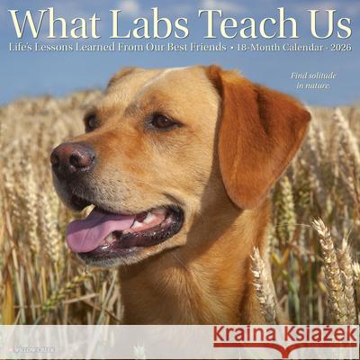 What Labs Teach Us 2026 12 X 12 Wall Calendar Willow Creek Press 9781549253218 Willow Creek Press Calendars