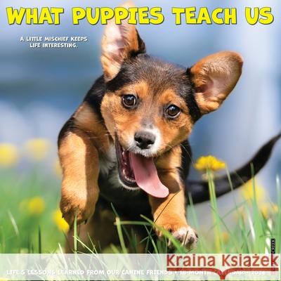 What Puppies Teach Us 2026 12 X 12 Wall Calendar Willow Creek Press 9781549253225 Willow Creek Press Calendars