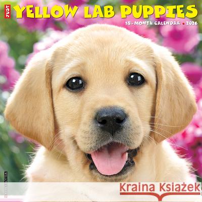 Yellow Lab Puppies 2026 12 X 12 Wall Calendar Willow Creek Press 9781549253348 Willow Creek Press Calendars