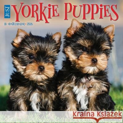 Yorkie Puppies 2026 12 X 12 Wall Calendar Willow Creek Press 9781549253362 Willow Creek Press Calendars