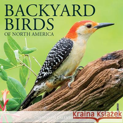 Backyard Birds Mini Wall Calendar Willow Creek Press 9781549253447 Wlcp