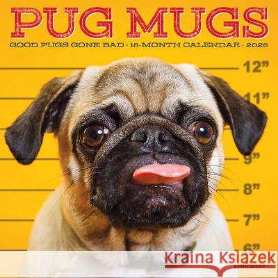Pug Mugs 2026 Mini Wall Calendar Willow Creek Press 9781549253713 Wlcp