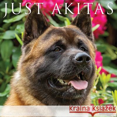 Akitas 2026 12 X 12 Wall Calendar Willow Creek Press 9781549255304 Willow Creek Press Calendars