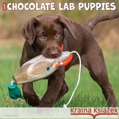 Chocolate Lab Puppies 2026 12 X 12 Wall Calendar Willow Creek Press 9781549255359 Willow Creek Press Calendars