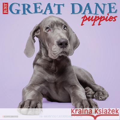 Great Dane Puppies 2026 12 X 12 Wall Calendar Willow Creek Press 9781549255441 Willow Creek Press Calendars