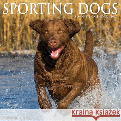 Sporting Dogs 2026 12 X 12 Wall Calendar Willow Creek Press 9781549255557 Willow Creek Press Calendars