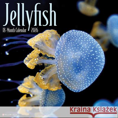 Jellyfish 12 X 12 Wall Calendar Willow Creek Press 9781549255892 Wlcp