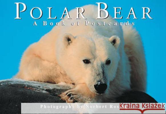 Polar Bear: A Book of Postcards Norbert Rosing 9781552093061 Firefly Books Ltd