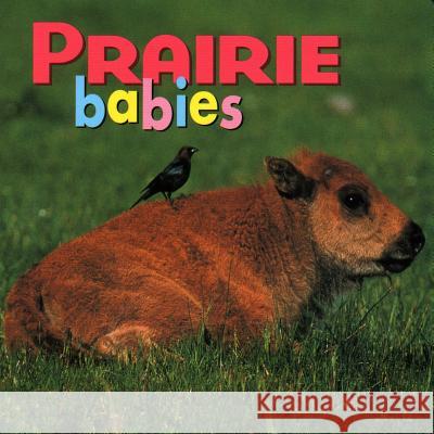 Prairie Babies Northword Press 9781559718738 Northword Press