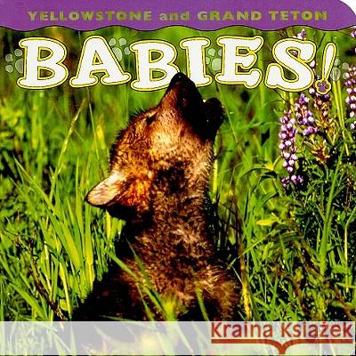 Yellowstone and Grand Teton Babies! Wendy Shattil Bob Rozinski 9781560374978