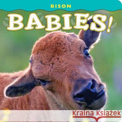 Bison Babies! Donald M. Jones 9781560375173 Farcountry Press