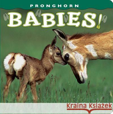 Pronghorn Babies! Dick Kettlewell 9781560375432 Farcountry Press