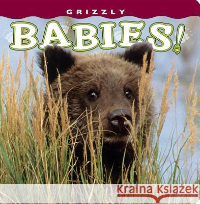 Grizzly Babies! Henry H. Holdsworth 9781560375463 Farcountry Press