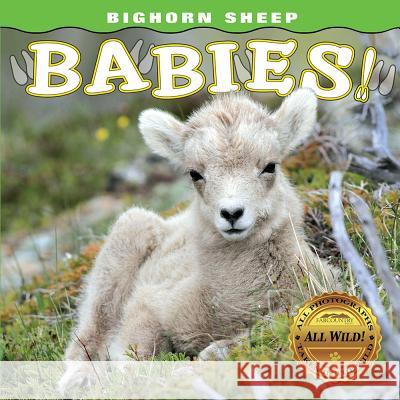 Bighorn Sheep Babies Steph Lehmann 9781560377283 Farcountry Press