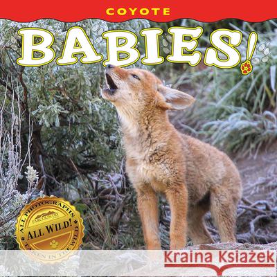 Coyote Babies! Farcountry Press 9781560378617 Farcountry Press