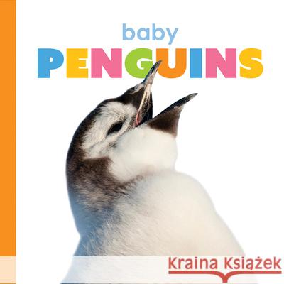 Baby Penguins Kate Riggs 9781568464558