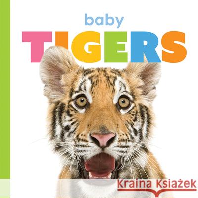 Baby Tigers Kate Riggs 9781568464596