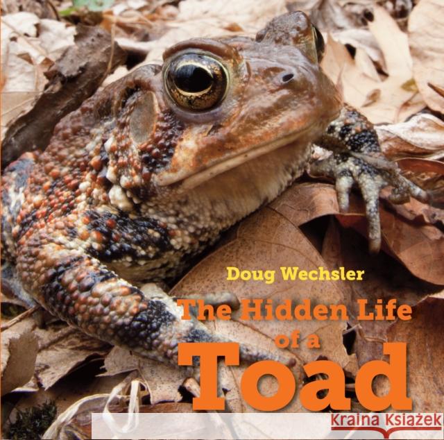 The Hidden Life of a Toad Doug Wechsler 9781580897389