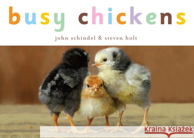 Busy Chickens John Schindel Steven Holt 9781582462752