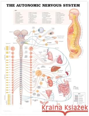 The Autonomic Nervous System Anatomical Chart  Anatomical Chart Company 9781587790010 0