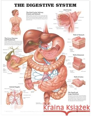 The Digestive System Anatomical Chart   9781587790065 0