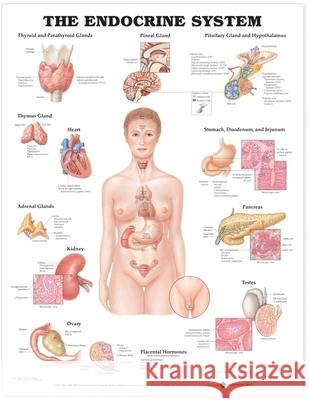 The Endocrine System Anatomical Chart  Anatomical Chart Company 9781587790157 0