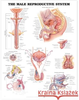 The Male Reproductive System Anatomical Chart Anatomical Chart Company                 Anatomical Chart Company 9781587790300 Lippincott Williams & Wilkins