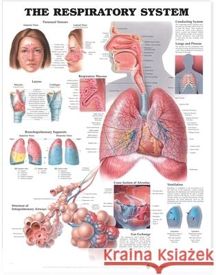 The Respiratory System Anatomical Chart  Anatomical Chart Company 9781587790546 0