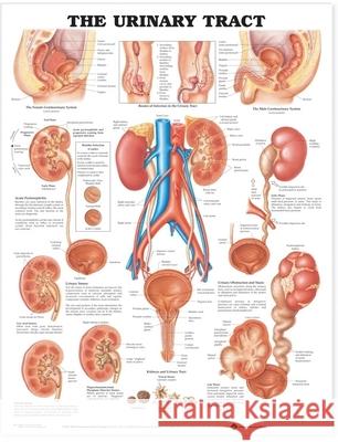 The Urinary Tract Anatomical Chart  Anatomical Chart Company 9781587790713 0