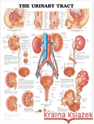 The Urinary Tract Anatomical Chart  Anatomical Chart Company 9781587790720 0