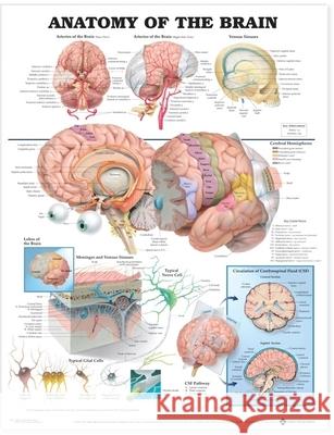 Anatomy of the Brain Anatomical Chart   9781587790898 0